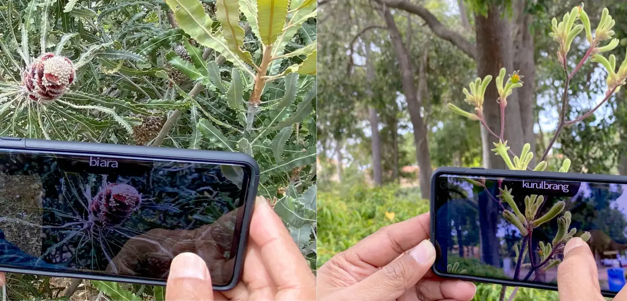 Two side-by-side photos of a mobile phone identifying a Banksia (biara) and a kangaroo paw (kurulbrang) in Noongar